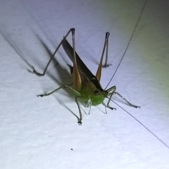 Conocephalus versicolor