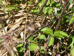 Malurus melanocephalus