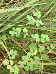Thalictrum macrostylum