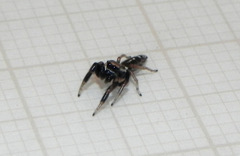 Cotinusa