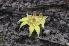 Caladenia flava flava