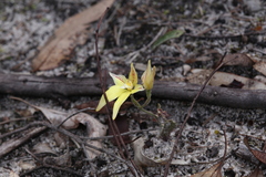 Caladenia flava flava
