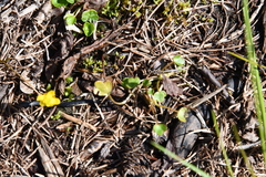 Ranunculus hyperboreus