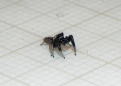 Cotinusa