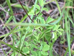 Thalictrum macrostylum