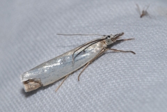 Crambus perlella