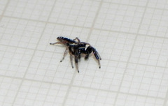 Cotinusa