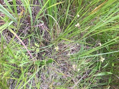 Thalictrum macrostylum