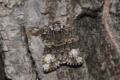 Craniophora ligustri