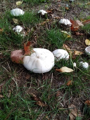Agaricus arvensis