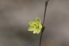 Thelymitra flexuosa
