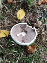 Agaricus arvensis