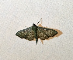 Herpetogramma thestealis