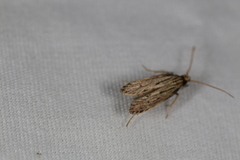 Spinitibia hodgesi