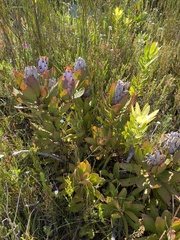 Protea speciosa