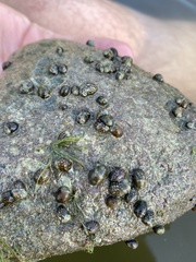 Theodoxus fluviatilis