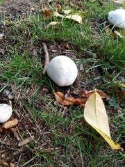 Agaricus arvensis