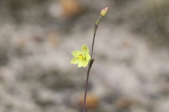 Thelymitra flexuosa