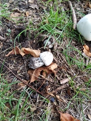 Agaricus arvensis