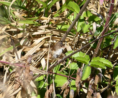 Malurus melanocephalus