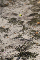 Thelymitra flexuosa