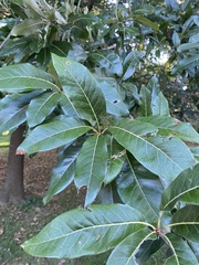 Quercus imbricaria