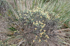 Ozothamnus scutellifolius