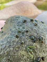 Theodoxus fluviatilis