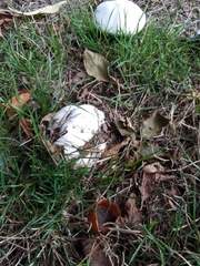 Agaricus arvensis