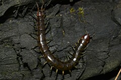 Cormocephalus esulcatus