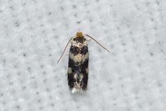 Etainia sericopeza