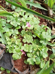Oxalis hispidula