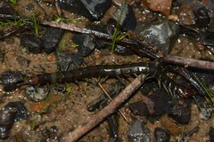 Cormocephalus esulcatus