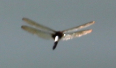 Pseudothemis zonata