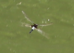 Pseudothemis zonata
