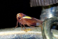 Balcanocerus provancheri