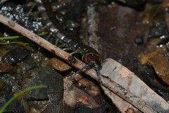 Cormocephalus esulcatus