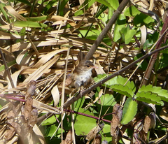 Malurus melanocephalus