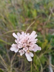 Scabiosa columbaria