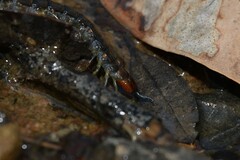 Cormocephalus esulcatus