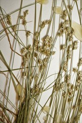 Carex brunnescens sphaerostachya