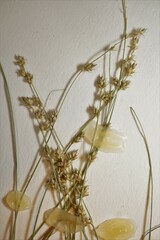 Carex brunnescens sphaerostachya