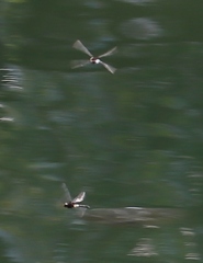 Pseudothemis zonata