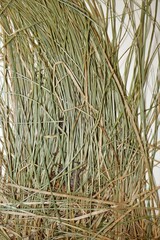 Carex brunnescens sphaerostachya