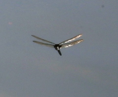 Pseudothemis zonata