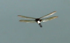 Pseudothemis zonata