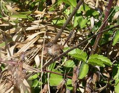 Malurus melanocephalus