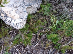 Bitis arietans arietans