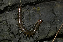 Cormocephalus esulcatus