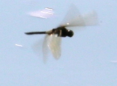 Pseudothemis zonata